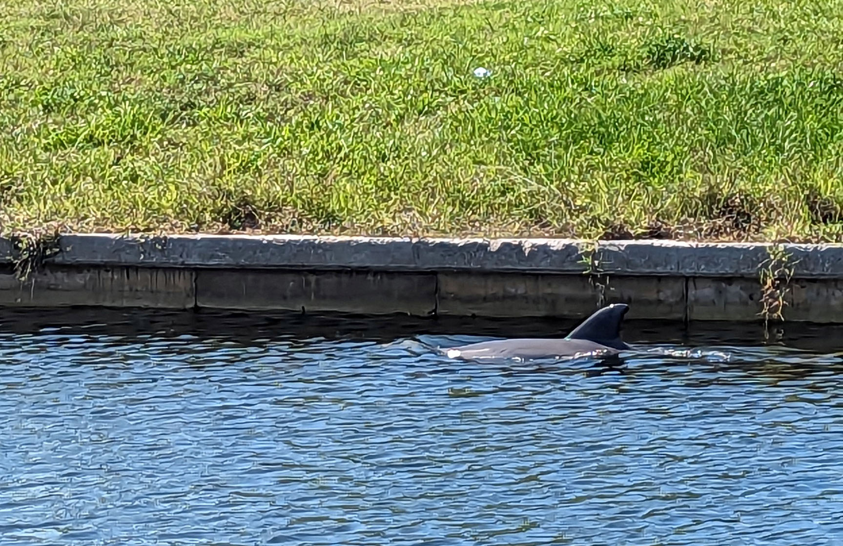 Dolphins Playing in Backyard Canal